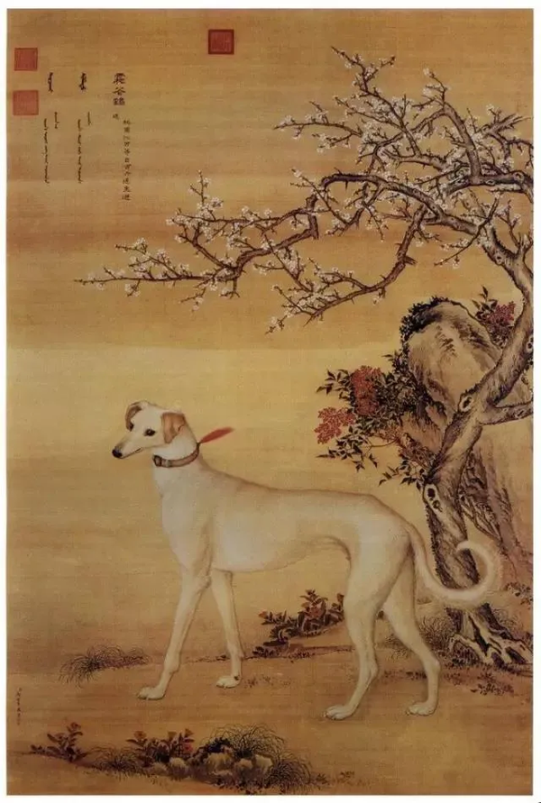 郎世宁《十骏犬图之九 霜花鹞》