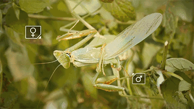 此外,因为雄性螳螂的脑袋被吃掉了,正常的抑制神经就会受到阻碍,因此