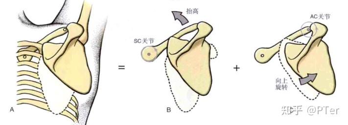 肩关节关节构造及运动学之肩胛胸壁关节