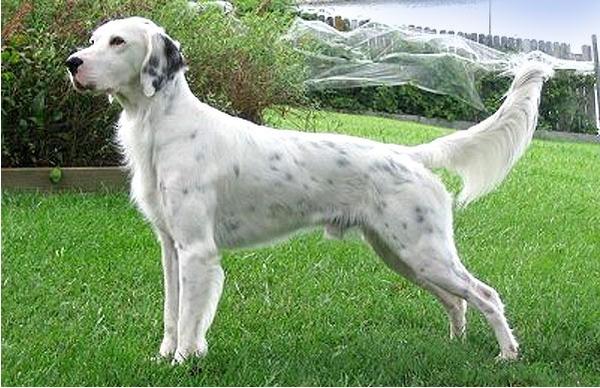 优雅充满活力的英国雪达蹲猎犬(english setter)