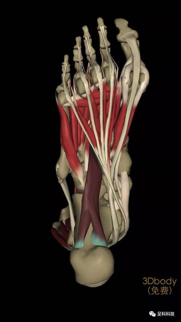 作用:屈拇趾 起点:内侧楔骨 止点:拇趾近节跖骨底 作用:内收和屈拇趾