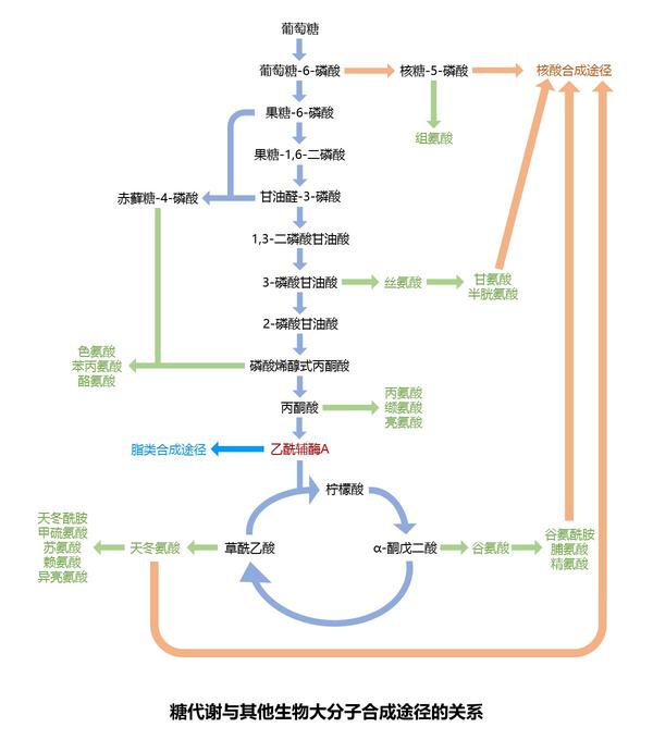 dna当然不是凭空出现的,它的核糖骨架和碱基,绝大多数来自糖代谢途径