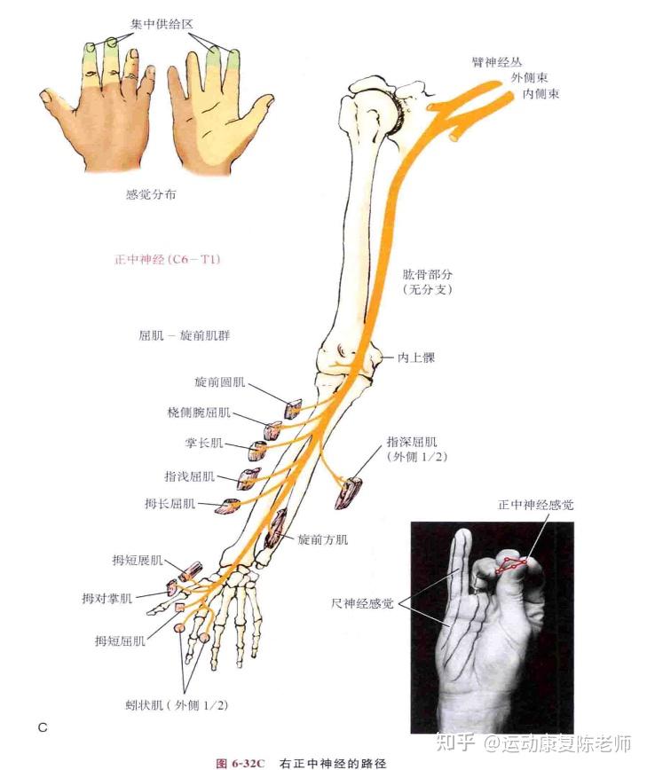 其中最主要的是尺神经和正中神经,它们以及各个分支支配着我们手部和