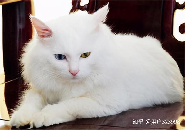 2,山东狮子猫