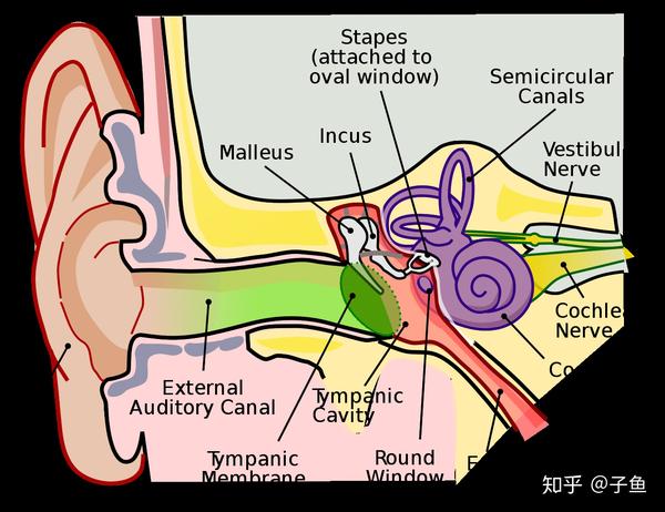 人耳构造 [https://en.wikipedia.org/wiki/auditory_system]