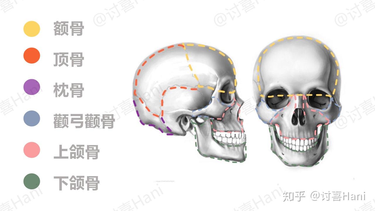 架构指的是顶骨,枕骨,颞骨与额骨,它们构成了头的形态,是立体还是扁平