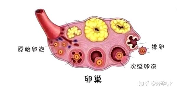 备孕没有优势卵泡怎么办?