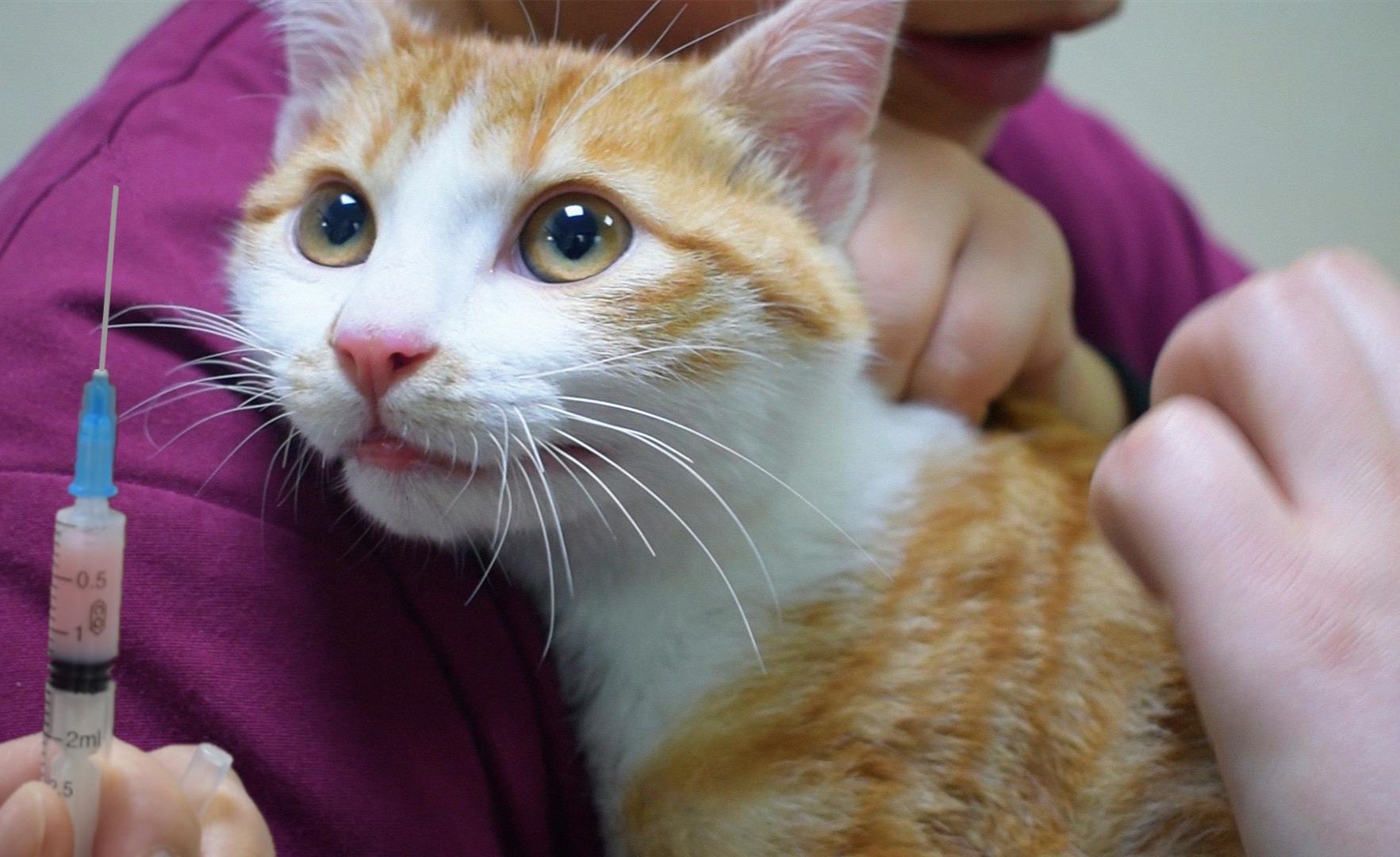 小橘猫打针全程嚎叫当医生说出割蛋日期后它却沉默了