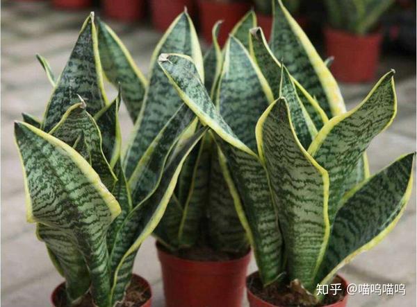 养猫不能养的植物