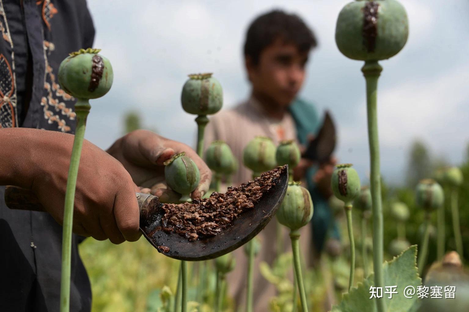 塔利班叫停罂粟种植此举是为了全面禁毒还是为了寻求国际社会支持