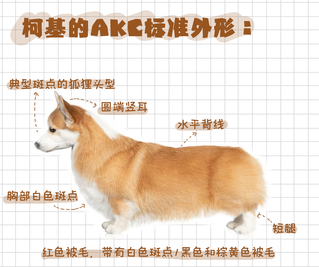 女王最爱柯基犬的前世今生