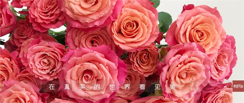 茜茜公主多头玫瑰 · 明媚珊瑚粉