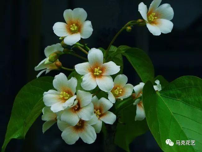 最美的花草都在《诗经》里,有图有真相 知乎