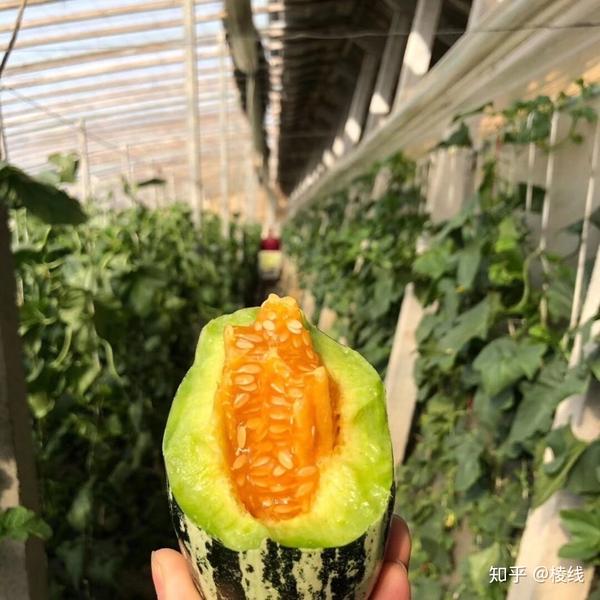 阿蜜尔博洋9号蜜瓜