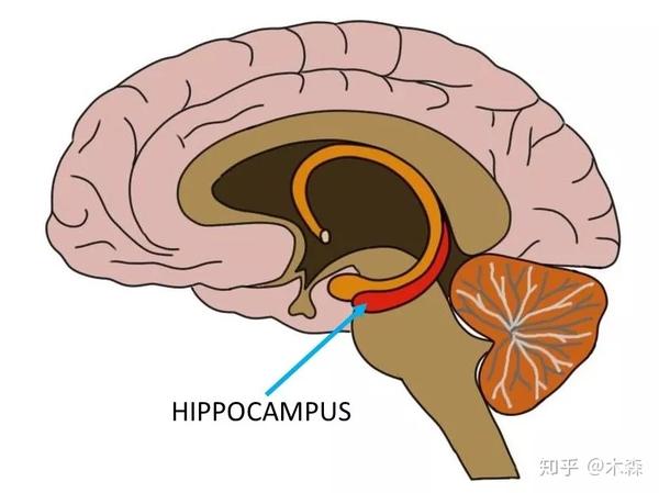 海马体   source:neuroscientificallychallenged.