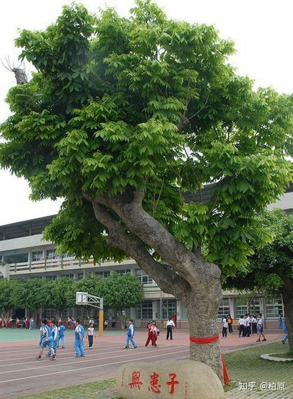 地方,虽然地处暖温带至亚热带,但气候条件尚不适宜原产于热带的菩提榕