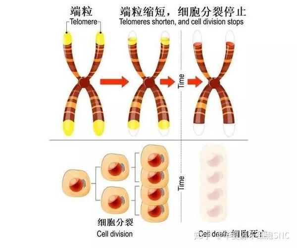 衰老的过程与端粒缩短有关