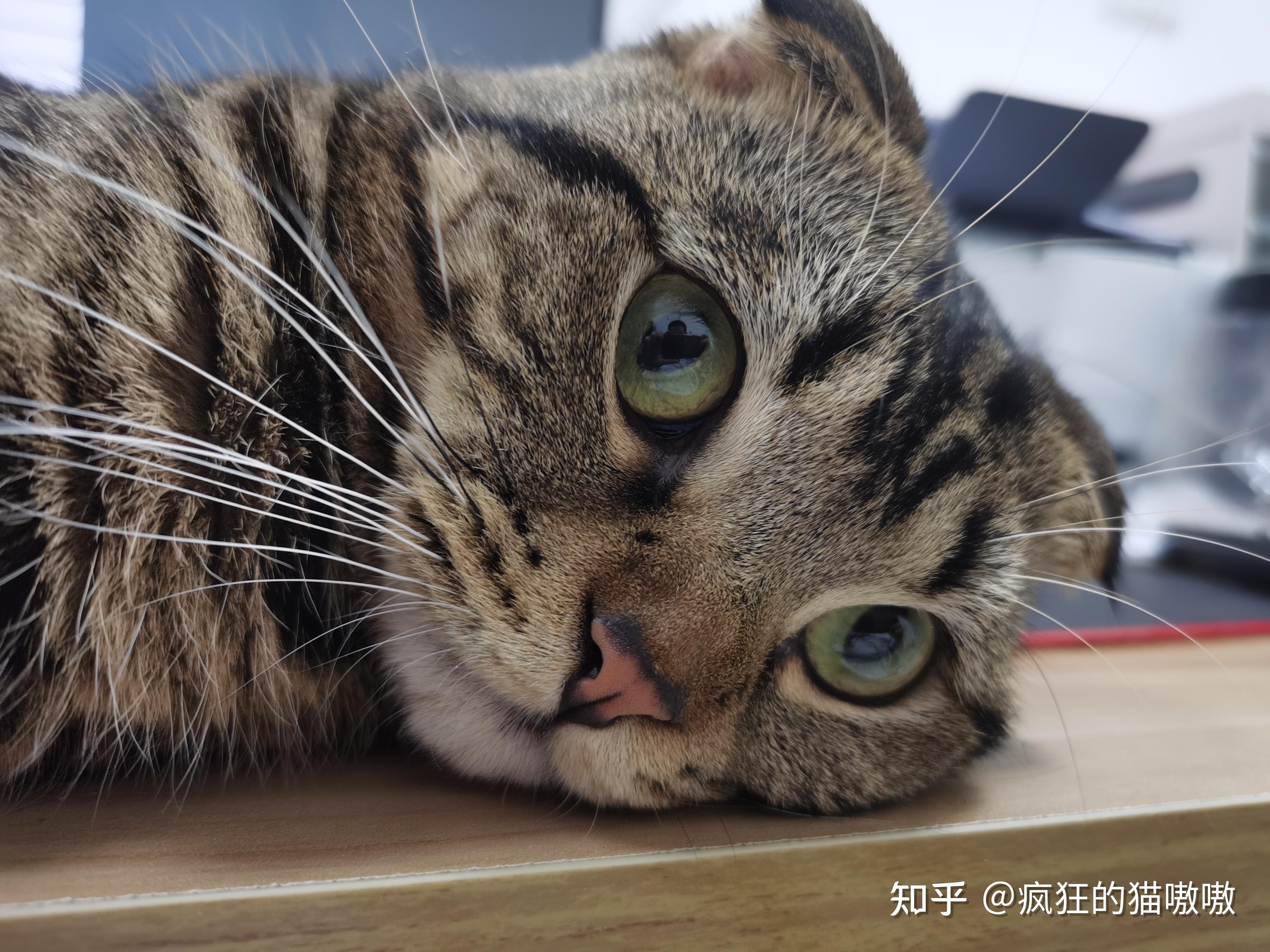 家里孩子想养一只猫猫想先养中华田园猫请问橘猫和狸花猫哪个亲人一些