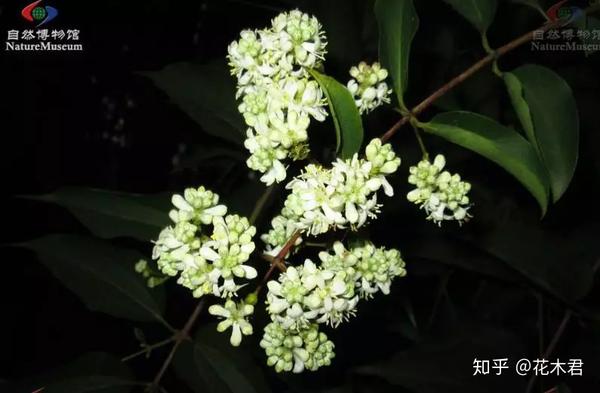 国家Ⅱ级保护濒危珍稀植物:七子花