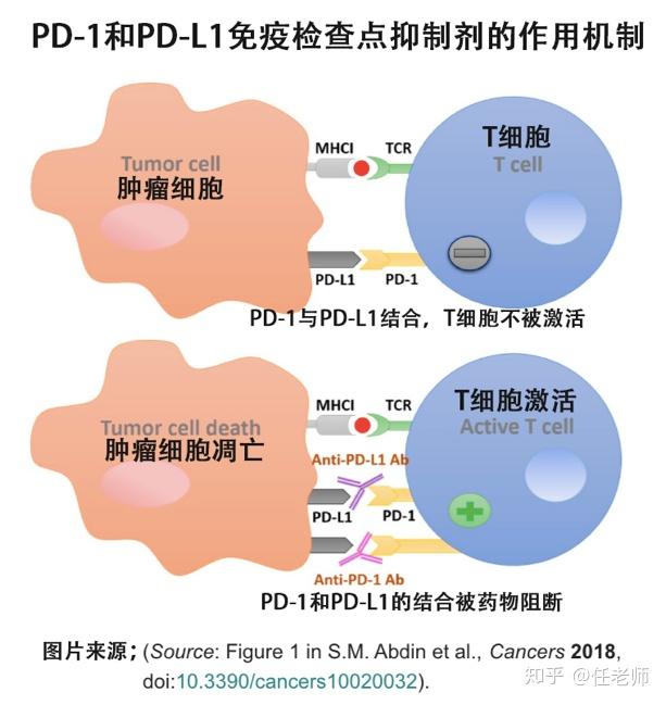 pdl1tmbmsi这些到底是什么有什么意义