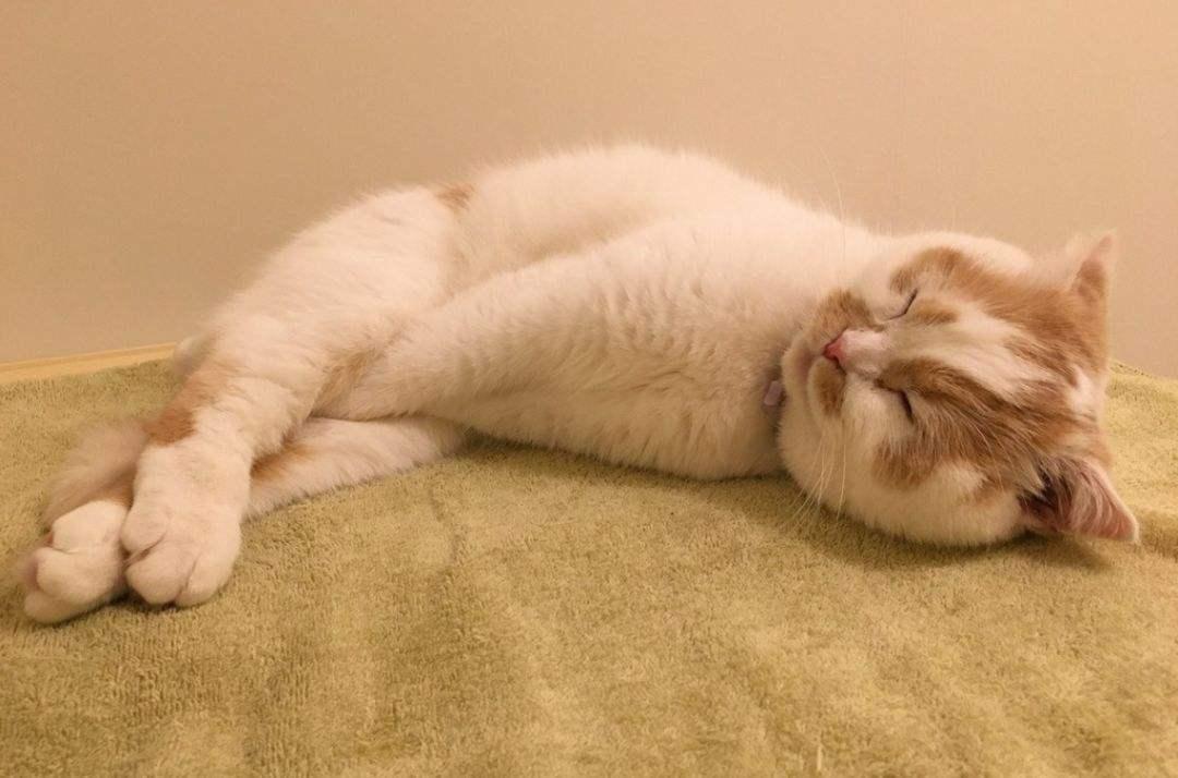 为什么猫咪整天躺着不爱动?「科瑞卡科普」
