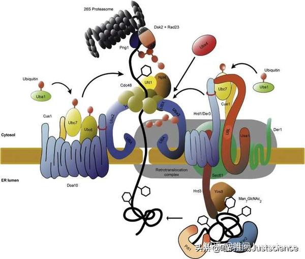 erad-m (membrane)和erad-c (cytosol))通过e3连接酶标记上泛素