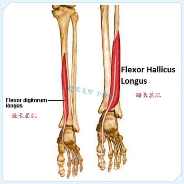 深层的踇长屈肌和趾长屈肌的功能是屈曲末端的脚趾,这与踇短屈肌和趾