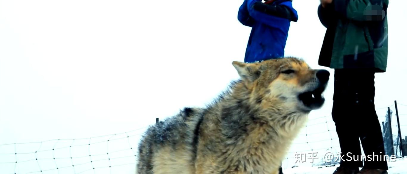 重返狼群在人与狼母子情深背后急需关注的是濒危的野生狼