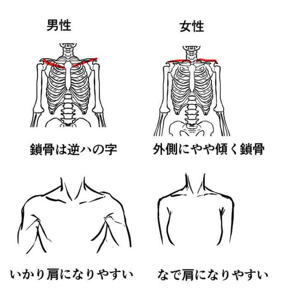 教你从人体骨骼区分男女的画法!