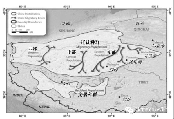 藏羚羊:中国最后的有蹄类大迁徙