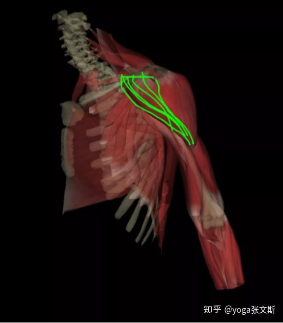 我们人体的肩部分为三个部分,分别是三角肌的前束