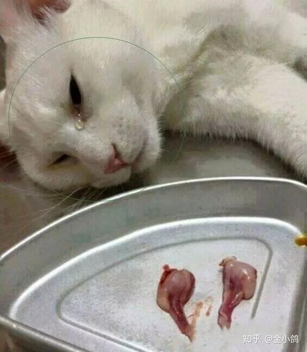 猫咪发情了怎么办棉签大法不可取辟谣辟谣