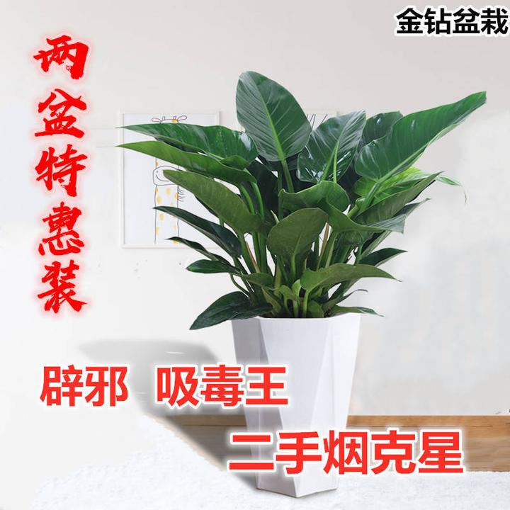大叶 金钻 四季常青吸甲醛植物花苗大型绿植盆栽室内高