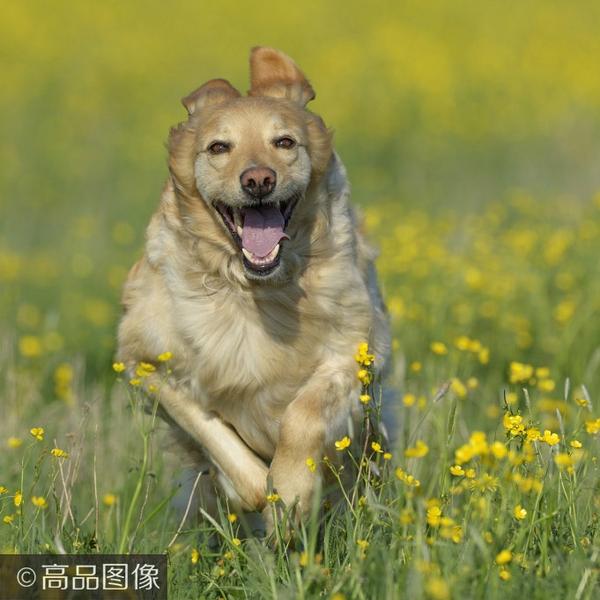 一条狗的飞奔路狗子找到主人的瞬间大抵如此了吧