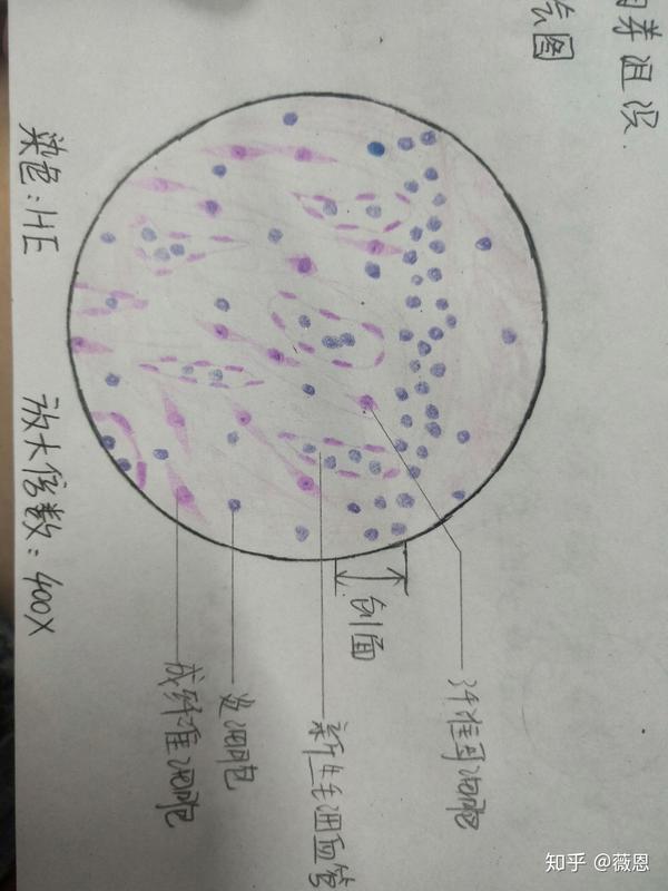 组织学与胚胎学病理学绘图