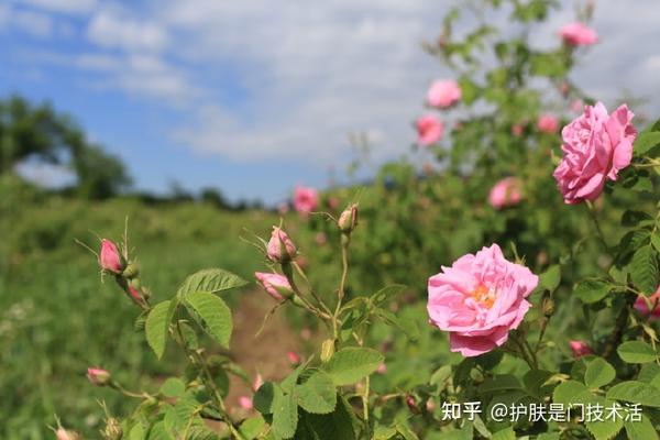 来,一起走进保加利亚玫瑰园