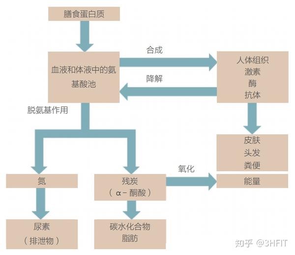 运动和蛋白质代谢