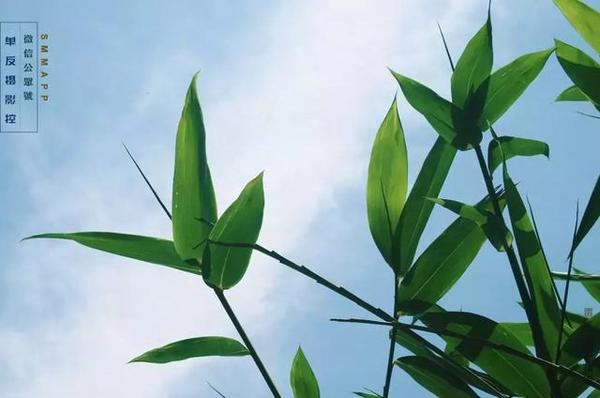 竹林怎么拍摄才有意境?这种方法很实用,手机党也能出大片!