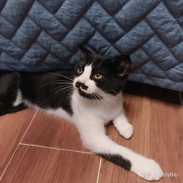 养一只奶牛猫是什么感受?