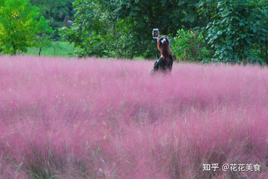 粉黛乱子草,学名muhlenbergia capillaris,是禾本科虎尾草亚科乱子草