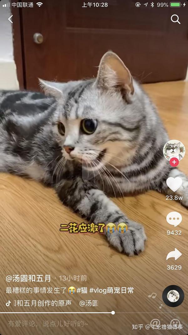 看完抖音上的一条养猫教学视频,我真的很想手撕一下这个大v