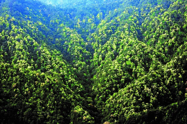 我国常绿阔叶林主要分布在北纬23°-32°之间,包含了长江以南各