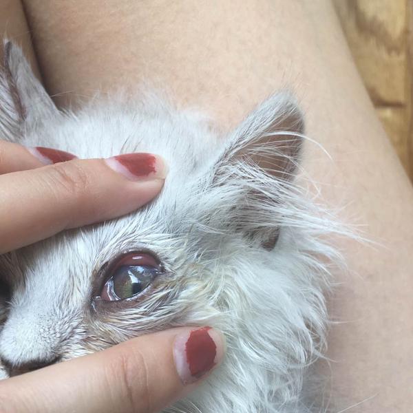 两个月的小猫得了结膜炎 请问容易好吗 会不会复发?