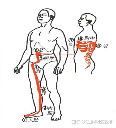 连载《黄帝内经·灵枢·经筋第十三》-足太阴之筋