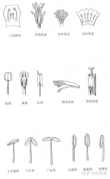 不同雄蕊种类绘画图例