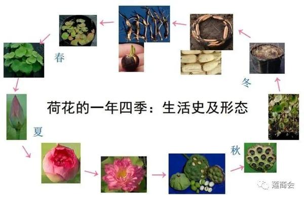 莲商会精选20余项莲荷专业知识百度给不了的答案在这里