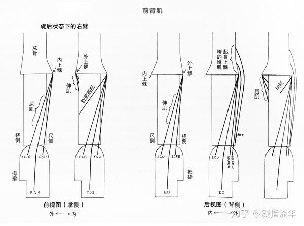 坚持学画人体结构之肌肉部分前臂和手