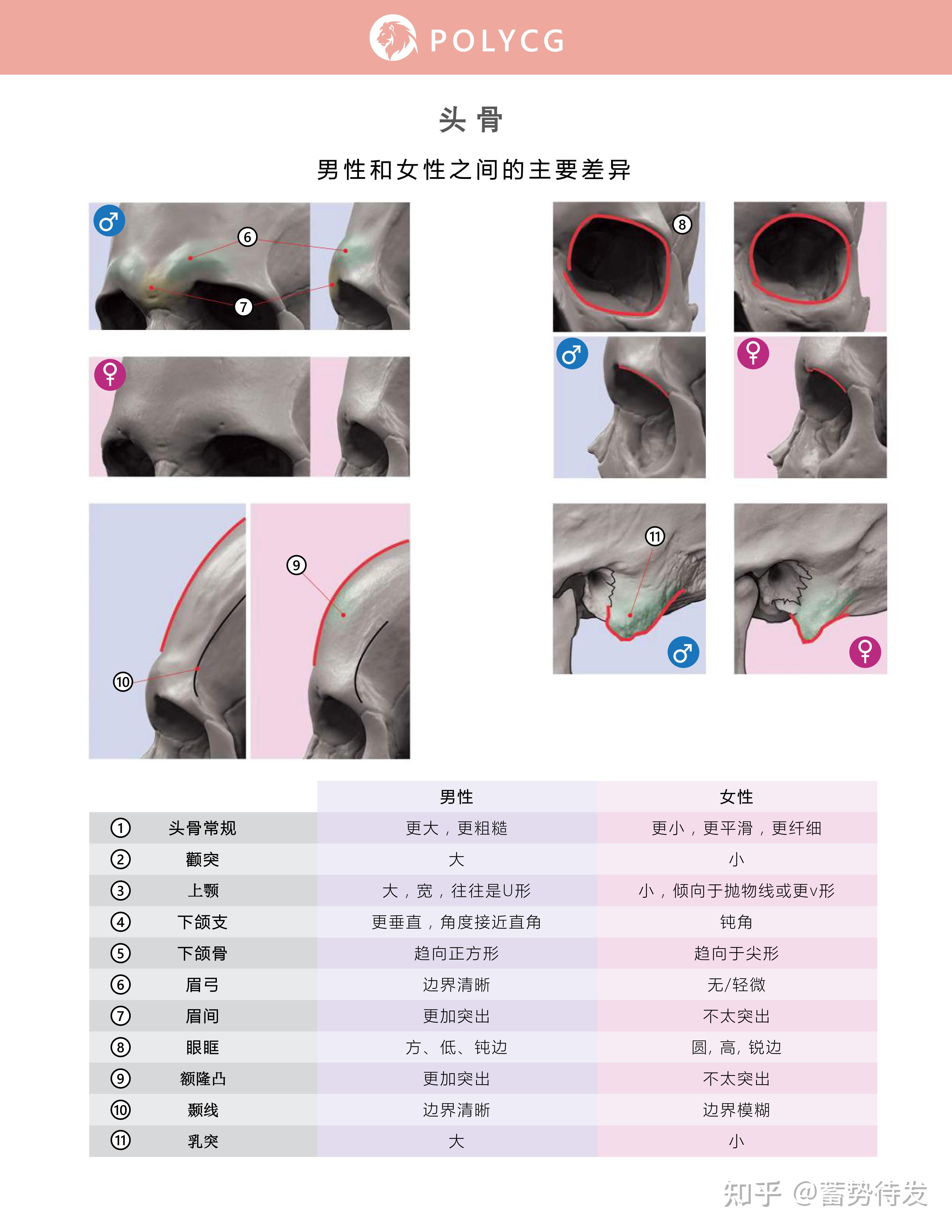 头骨男女之间主要差异