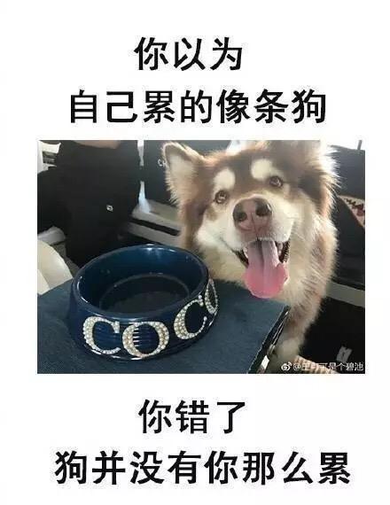 看了这波表情包后,不禁笑出鹅叫,原来丧表情也可以这么逗