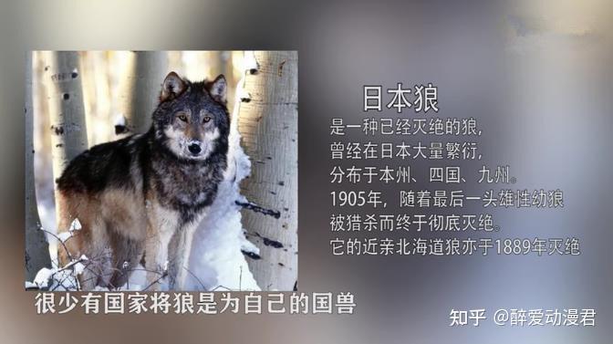 其实这个所谓的"大口真神"就是日本狼,算是日本的国兽,目前已经灭绝